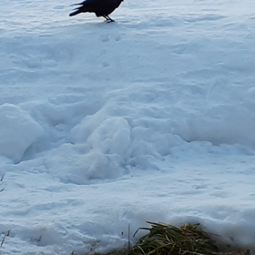 夕方、水溜まりの水をのんだあとの、カラスの画像