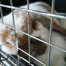 むにゃむにゃの画像