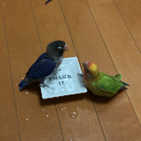 行水 〜ボタン倍生とコザクラ・シヴァ〜の画像