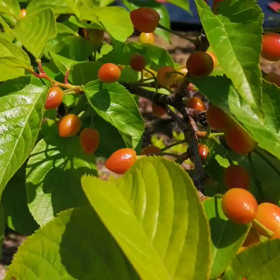 さえりんの❤️な❗ナ❗仲間が増えました❗さえりんちゃんと見ていてね❤️の画像