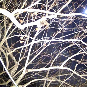 すぎぴたんの事件簿シーズン3　162話（月とイタチ）の画像