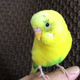 自惚れインコの画像