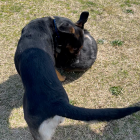 ゴロゴロ～ゴロゴロ～の画像