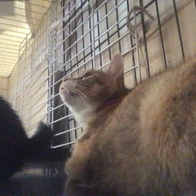 華音ベビー、いたずらっ子の画像