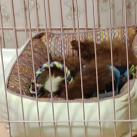 レオちゃん、ロープ 遊び・・☆の画像