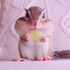 シマリスもも美肌の秘訣♪の画像