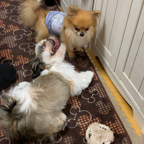 少し仲良し感が、感じられ見られてホッコリ。の画像