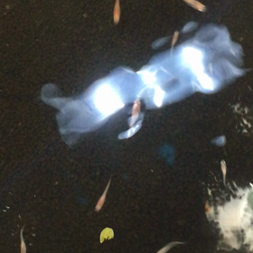 三色めだかの子どもたちの画像