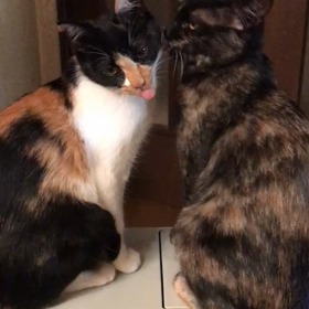 俺、親猫になる 448の画像