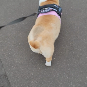 コーギーお尻フリフリの画像