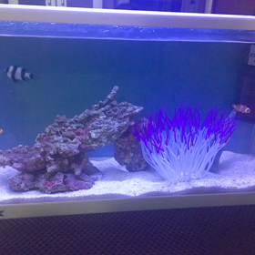 年末。熱帯魚の画像