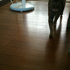 【ニャロメ通信】の画像