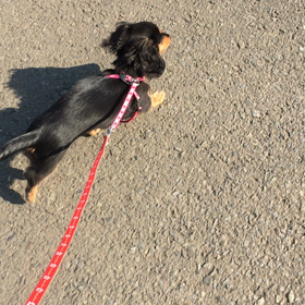 余談です。。。(⌒-⌒; )の画像