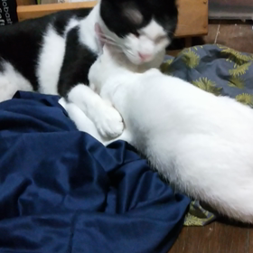 ペンタ闘病中！FIPの画像