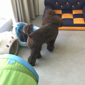 ♪プレイルーム動画♪②の画像