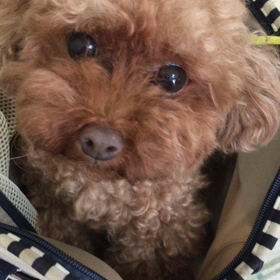 【動画】だってだって。。。ウルウル (ρﾟ∩ﾟ) ｸﾞｽﾝ。泣の画像