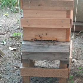 2020年の養蜂日記 ミツバチの子どもに飛び方を教えてるところの画像