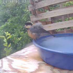 すぎぴたんの事件簿シーズン3　339話（変わった水浴び・ヤマガラ　その２）の画像