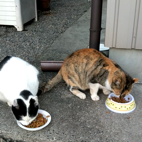 本日の猫ズの画像