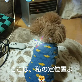 (*^^*)相性が合えばいいなぁ(*^^*)の画像