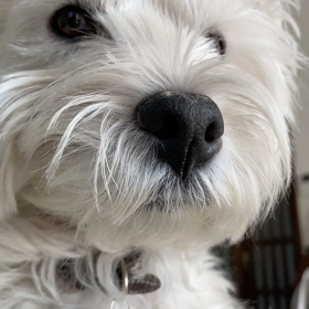 お散歩の催促の画像