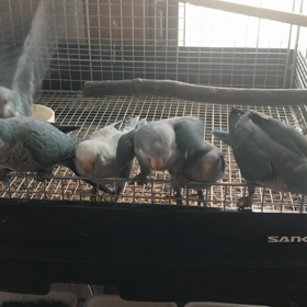 オキナインコ ビビりながら飛び立つの画像