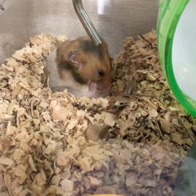 出かけない派だったけどの画像