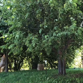 風のおどりの画像