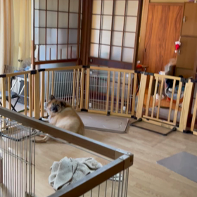 マロさんのほのぼの霊能者の昼の画像