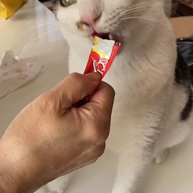 はっちゃん3歳!!の画像