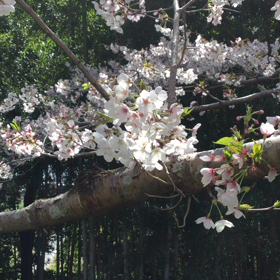 コロナで変化の画像