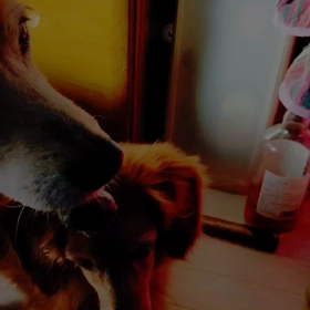 はぁ〜いฅ▽・ᴥ・▽ฅ プリンを食べるよぉの画像