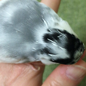 ソコソコの画像