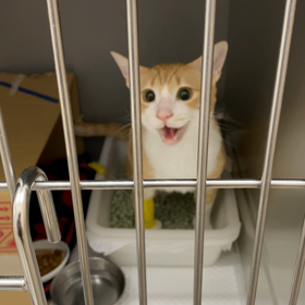 若猫　猫腎臓病　かん君入院2泊〜３泊した朝の画像