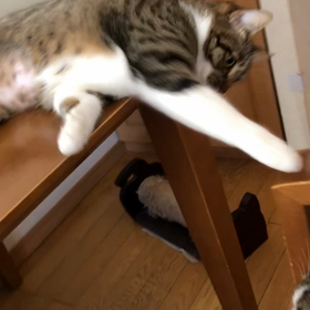 要介護1の母…しっかりしているつもりらしい。今朝のデールにゃんマリーにゃんの画像