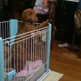 モアナの夢の画像