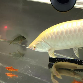 餌金を食べるアルビノ過背金龍！の画像