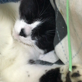 眠い＞遊びたいの画像