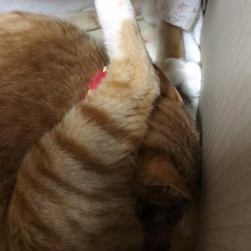 アンジュ出産の感動シーンの画像