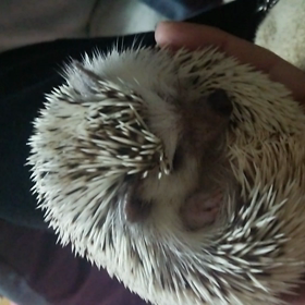 ♯ハリネズミ こすず 可愛ええ～～～♯の画像