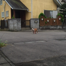 朝の散歩の画像