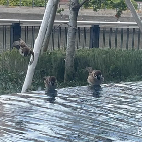 すずめ♡の画像