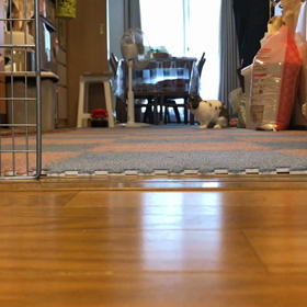 まっちゃんパタパタパタの画像