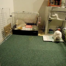 脳の病気の画像