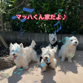 マッハくんとこへの画像