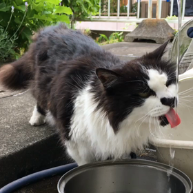 チビさんの日課の画像