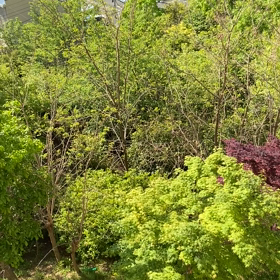 ウグイスの声を撮ってみたの画像