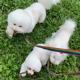 6月25日9わんこと1時間30分遠足　　代々木公園表参道の画像