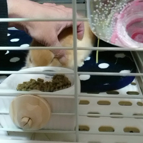 うさぎマスターの画像