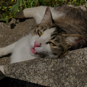 お嬢ちゃん成長の記録の画像